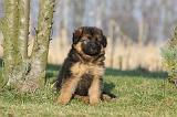 BERGER ALLEMAND 841